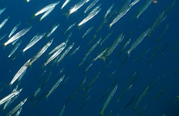 Thailand 2015 - Ko Tao - Becune a queue jaune - Sphyraena flavicauda _IMG_3563_rc